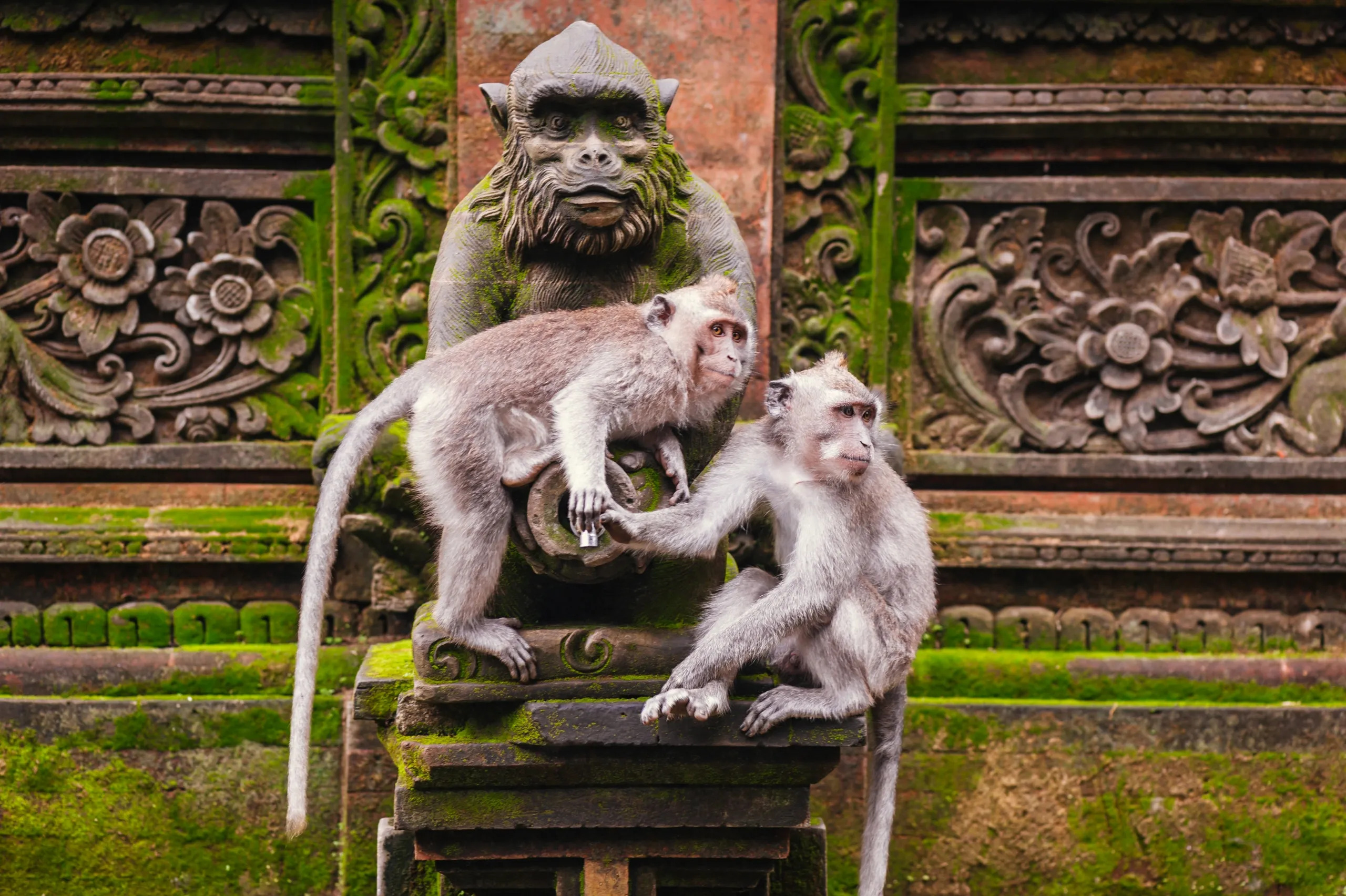 Ubud Monkey Forest